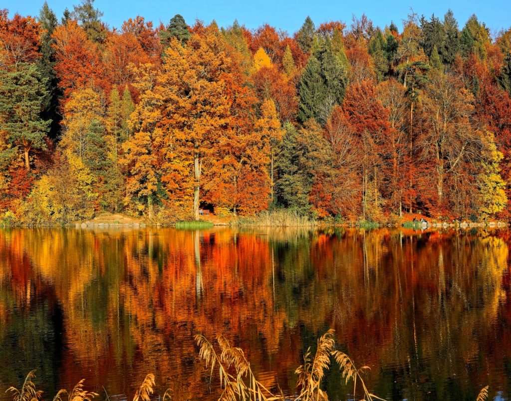 fall foliage on trees surrounding a lake
